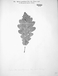 Mycosphaerella punctiformis image